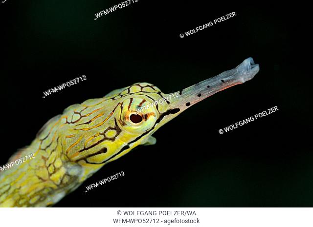 Head of Network Pipefish, Corythoichthys flavofasciatus, Bali, Indonesia