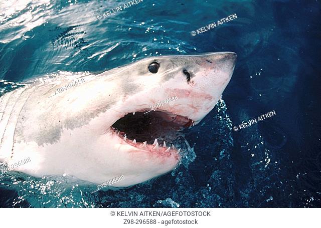 Great white shark (Carcharodon carcharias) jawing on the surface. Temperate waters in all oceans