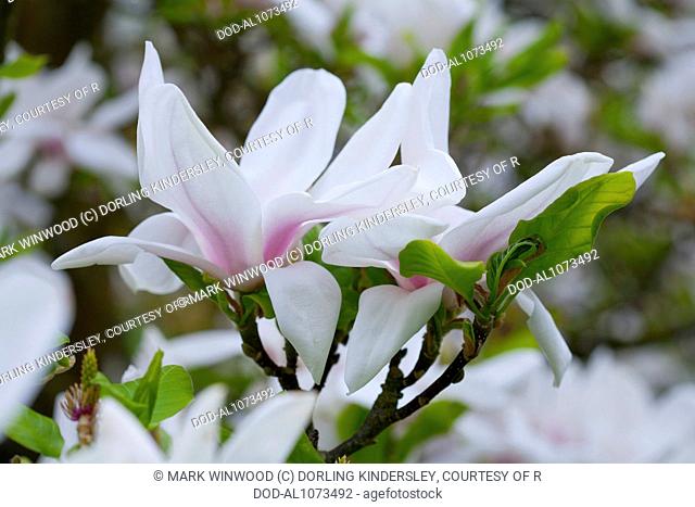Magnolia x soulangeana 'Brozzonii' (Saucer Magnolia)