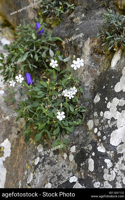 Petrocoptis pyrenaica glaucifolia is a perennial plant endemic to Cantabrian mountains. This photo was taken in Deboyu cave, Asturias, Spain