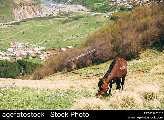 Horse Grazing On Green Mountain Slope In Spring In Mountains Of Georgia