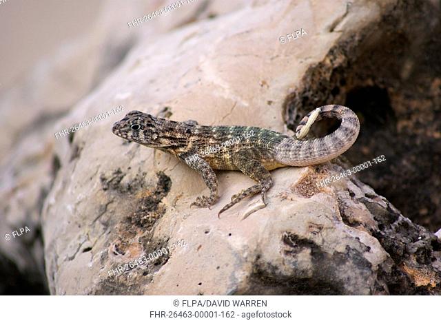 Cuban Brown Curly-tailed Lizard (Leiocephalus cubensis) adult, resting on rock, Jibacoa, Mayabeque Province, Cuba, November