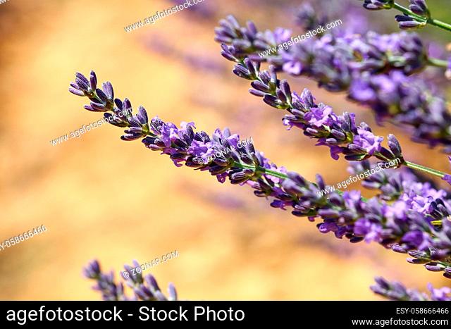 Close up purple blooming lavender flowers, low angle side view