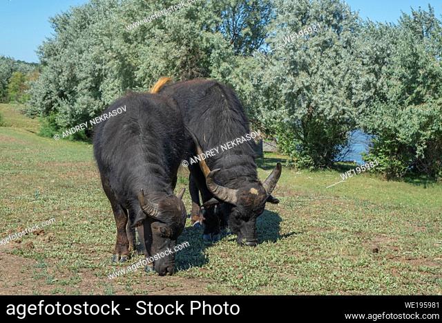 ERMAKOV ISLAND, DANUBE DELTA, VYLKOVE, ODESSA OBLAST, UKRAINE - JULE 14, 2020: One year after Rewilding Europe released a herd of water buffers in Danube delta...