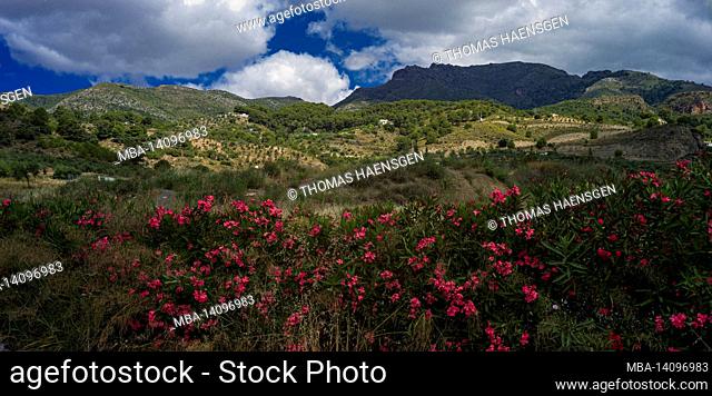 red flowers and green hills at natural park of sierra de las nieves, andalusia, spain