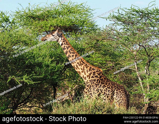 23 September 2022, Tanzania, Mto Wa Mbu: A giraffe (Giraffa camelopardalis peralta) eats leaves from a tree in Lake Manyara National Park