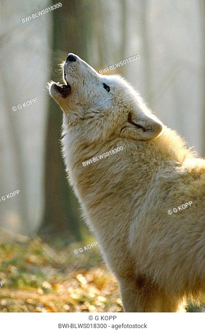 arctic wolf, tundra wolf Canis lupus albus, howling, Germany, Saarland, Merzig
