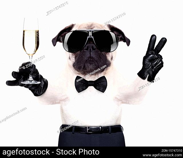 pug with a champagne glass and victory or peace fingers toasting for new year , looking so cool