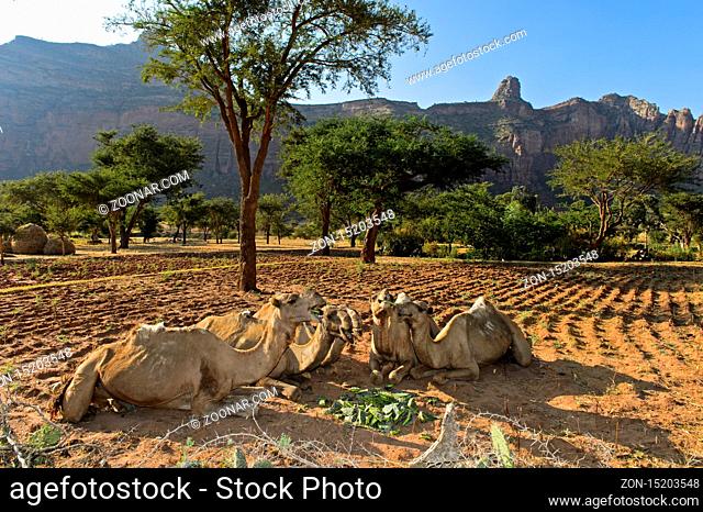 Kamele an einem Futterplatz in der Hawzien Hochebene am Fuss der Gherelta Berge, bei Hawzien, Tigray, Äthiopien / Camels at a feeding place in the Hawzien...