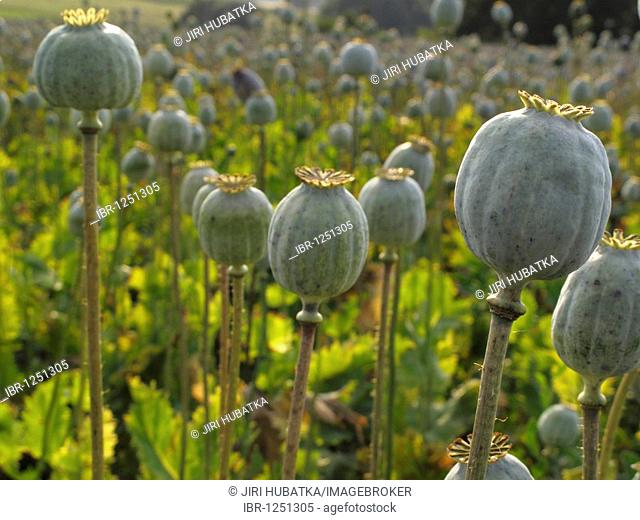 Poppy seed capsules, field of poppies (Papaver)
