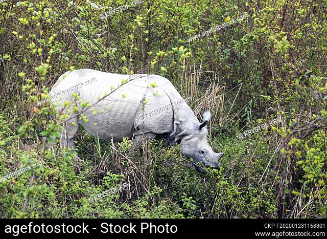 Asian Greater One-horned Rhinoceros, Great Indian Rhinoceros, Rhinoceros unicornis, in Kaziranga National Park, Assam, India on 9 March, 2019