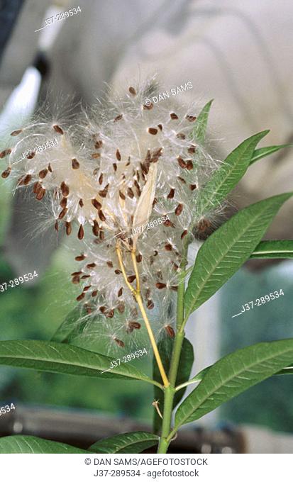 Bloodflower (aka Silkweed, Indian Root) (Asclepias curassavica)