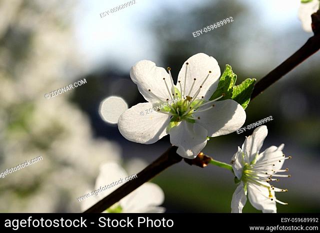 Cherry blossoms in spring on a tree in Maisach