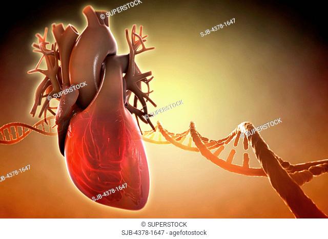 Diagram of a heart, surrounded by a string of DNA