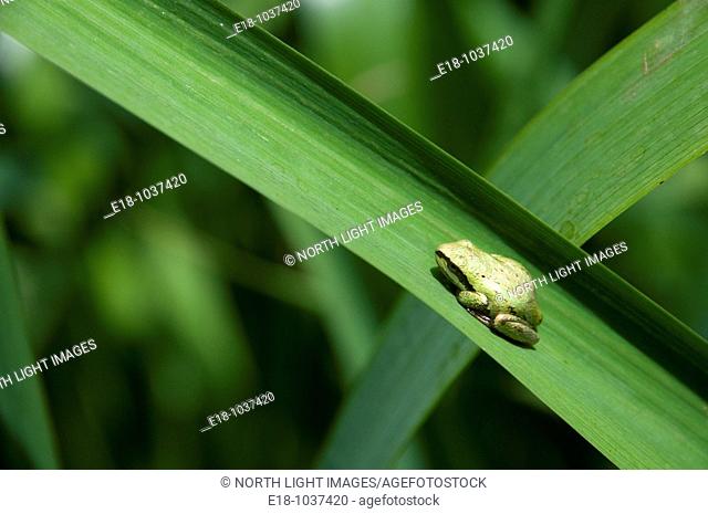 Canada, BC, Saltspring Island  West coast tree frog on leaf at Weston Lake  Pseudacris regilla