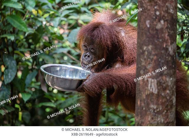 Reintroduced mother and infant orangutan, Pongo pygmaeus, at feeding platform, Tanjung Puting National Park, Borneo, Indonesia
