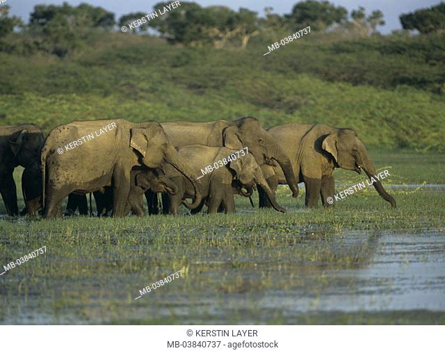 Indian elephants, Elephas Maxi mash, water