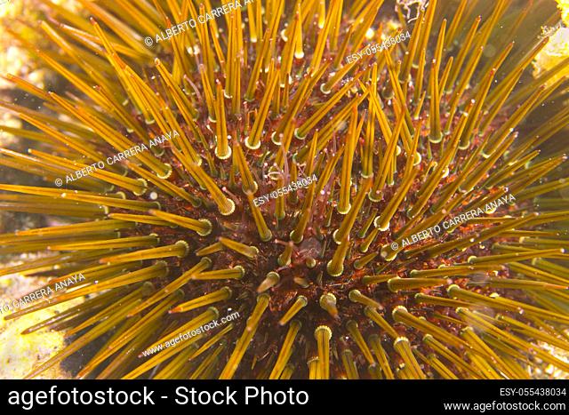 Common Urchin, Paracentrotus lividus, Cabo Cope-Puntas del Calnegre Natural Park, Mediterranean Sea, Region de Murcia, Murcia, Spain, Europe