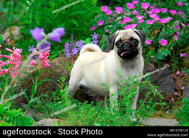 Young Pug, 19 weeks old, female, standing in a garden between flowers, FCI Standard No. 253, a Pug, puppy 19 weeks old, female