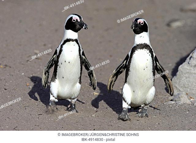 Two African penguins (Spheniscus demersus), adult, animal pair walking on the beach, Betty's Bay, Stony Point Nature Reserve, Western Cape, South Africa, Africa