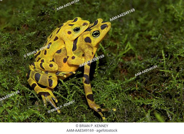 Panamanian Golden Frog (Atelopus zeteki) mating / amplexus / Montane species (335 to 1, 315 m above sea level) Endemic to Panama