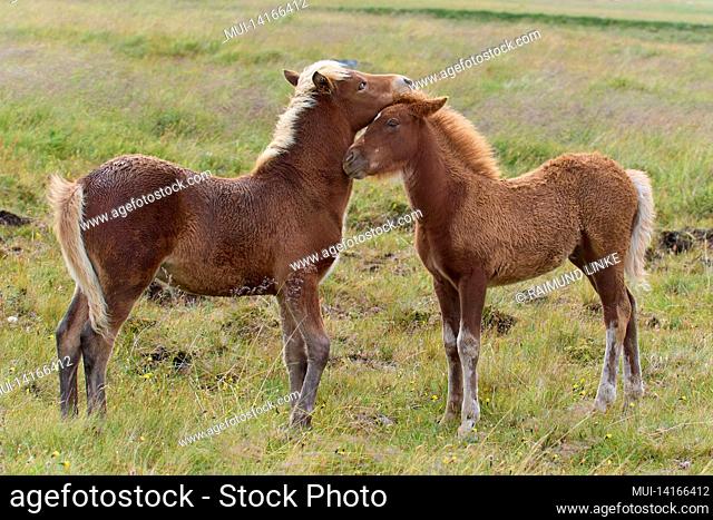 icelandic horse, icelandic pony, two foal, iceland
