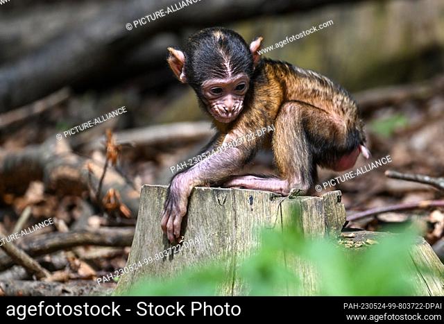 23 May 2023, Baden-Württemberg, Salem: A few days old baby Barbary ape sits next to its mother on a tree stump in Germany's largest ape enclosure