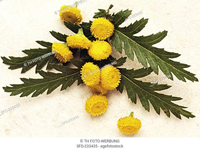 Tansy with flowers cut off (Tanacetum vulgare L.)