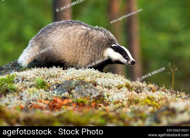 European badger, meles meles, walking on moss in summer forest. Mammal with black and white stripes on head going on rocks in summertime