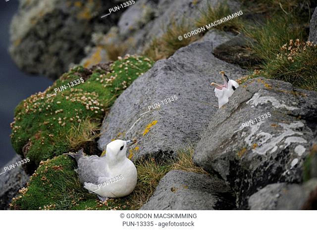 Fulmar adult Fulmarus glacialis feeding a very demanding and near full grown chick which is sheltering behind a rock Any attempt at a closer approach in this...