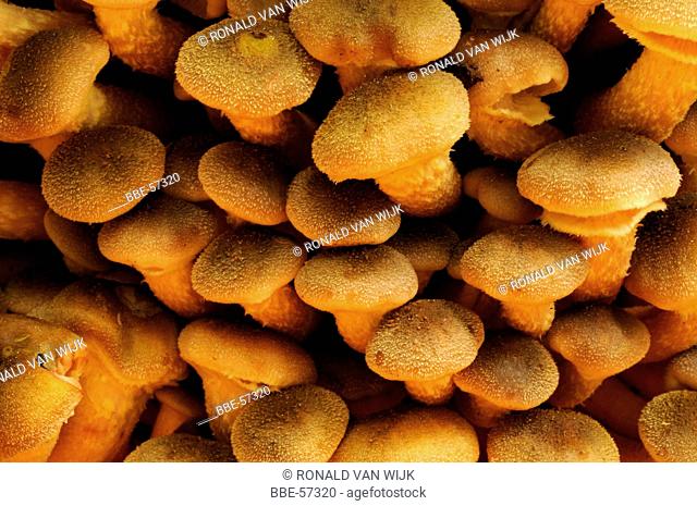 Large group of honey mushroom caps