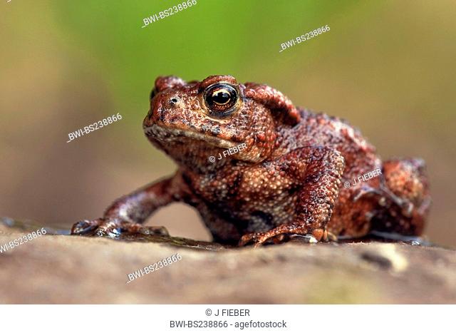 European common toad Bufo bufo, sitting on the ground, Germany, Rhineland-Palatinate