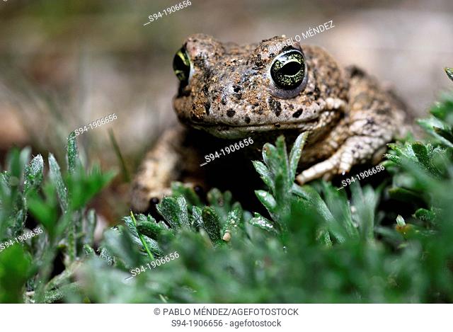 Portrait of a natterjack toad 'Bufo calamita' near of a pond in Valdemanco, Madrid, Spain