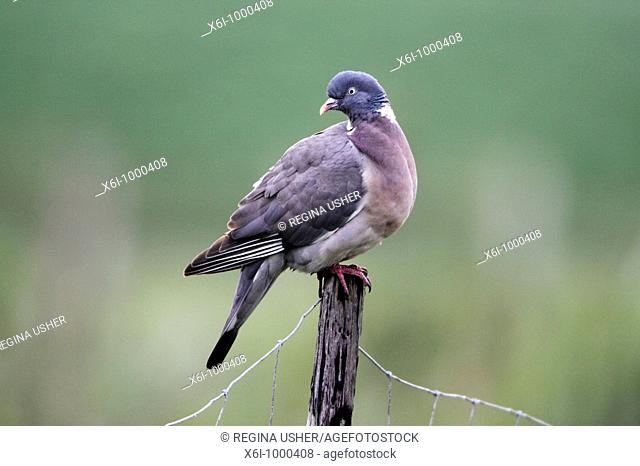 Wood Pigeon Columba palumbus, perched on fence post, Germany