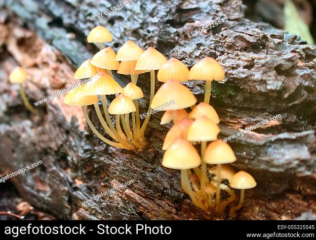 Mycena mushrooms (Mycena renati) in a wood. It can be seen on rotted beech trunks