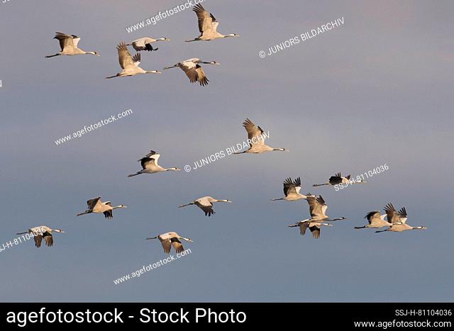 Common Crane (Grus grus). Flock in flight in autumn. Germany