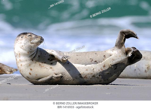 Harbor Seal (Phoca vitulina), dormant phase on the beach, North Sea, Duene, Heligoland, Schleswig Holstein, Germany, Europe