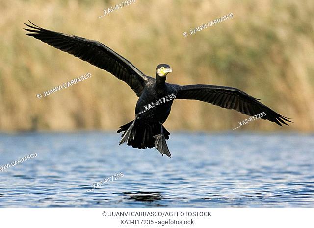 Great cormorant , Phalacrocorax carbo , landing on lagoon