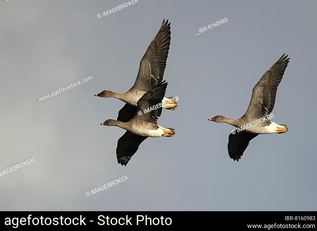 Bean goose (Anser fabalis), Tundrasa goose, Texel, Netherlands