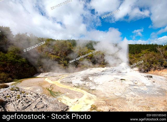 Lady Knox Geyser erupting at Wai-O-Tapu Geothermal Wonderland near Rotorua in New Zealand