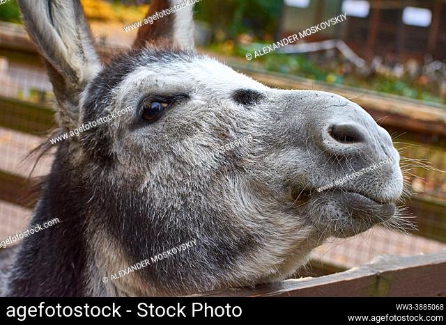 Cute donkey