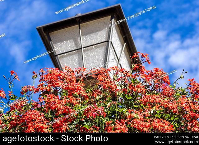 17 September 2023, Brandenburg, Elsterwerda: Hanging geraniums grow at temperatures just below 30 degrees Celsius in a pot hanging from lampposts in downtown...