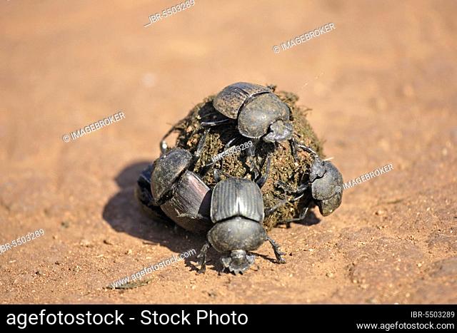 Dung Beetles on elephant dung, Madkiwe National Park, South Africa (Pachylomeras femoralis)