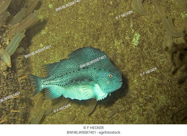 lumpsucker, lumpfish, hen-fish, henfish, sea hen Cyclopterus lumpus, female