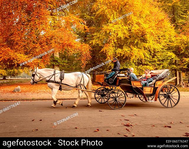 Klampenborg, Denmark - 15 october 2018: White horse with coachman and carriage driving some tourists into the forest in Jaegersborg Dyrehave close to Copenhagen