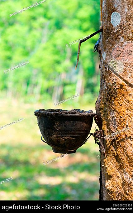 Natural rubber collecting from gashed rubber tree to harvesting bowl with green sunny forest on background
