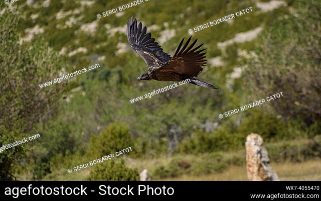 Bearded vulture in the Boumort range (Lleida Pyrenees, Catalonia, Spain)