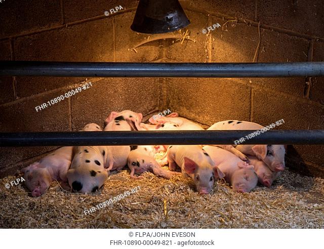 Domestic Pig, Gloucester Old Spot piglets, sleeping under heat lamp, Burnley, Lancashire, England, August