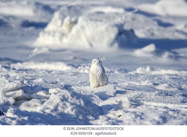 Snowy owl (Bubo scandiacus) hunting along shore of Hudson Bay, Wapusk NP, Cape Churchill, Manitoba, Canada
