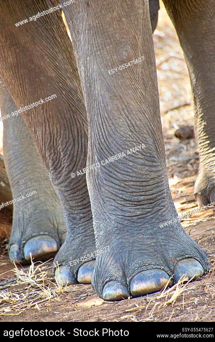 Sri Lankan Elephant, Elephas maximus maximus, Udawalawe National Park, Sri Lanka, Asia
